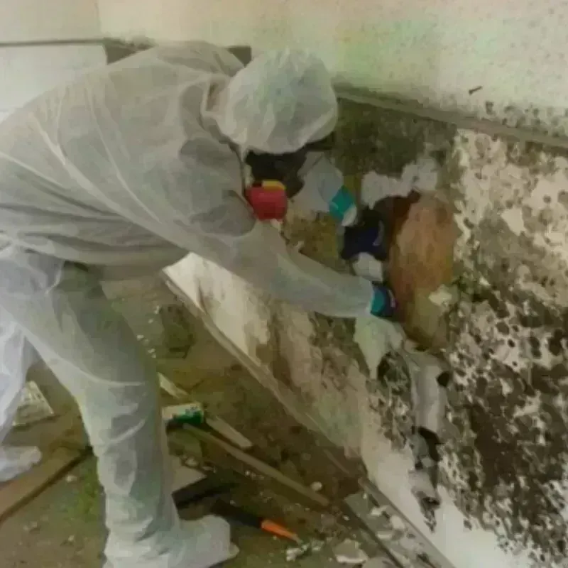 Mold Remediation and Removal in Roebling, NJ